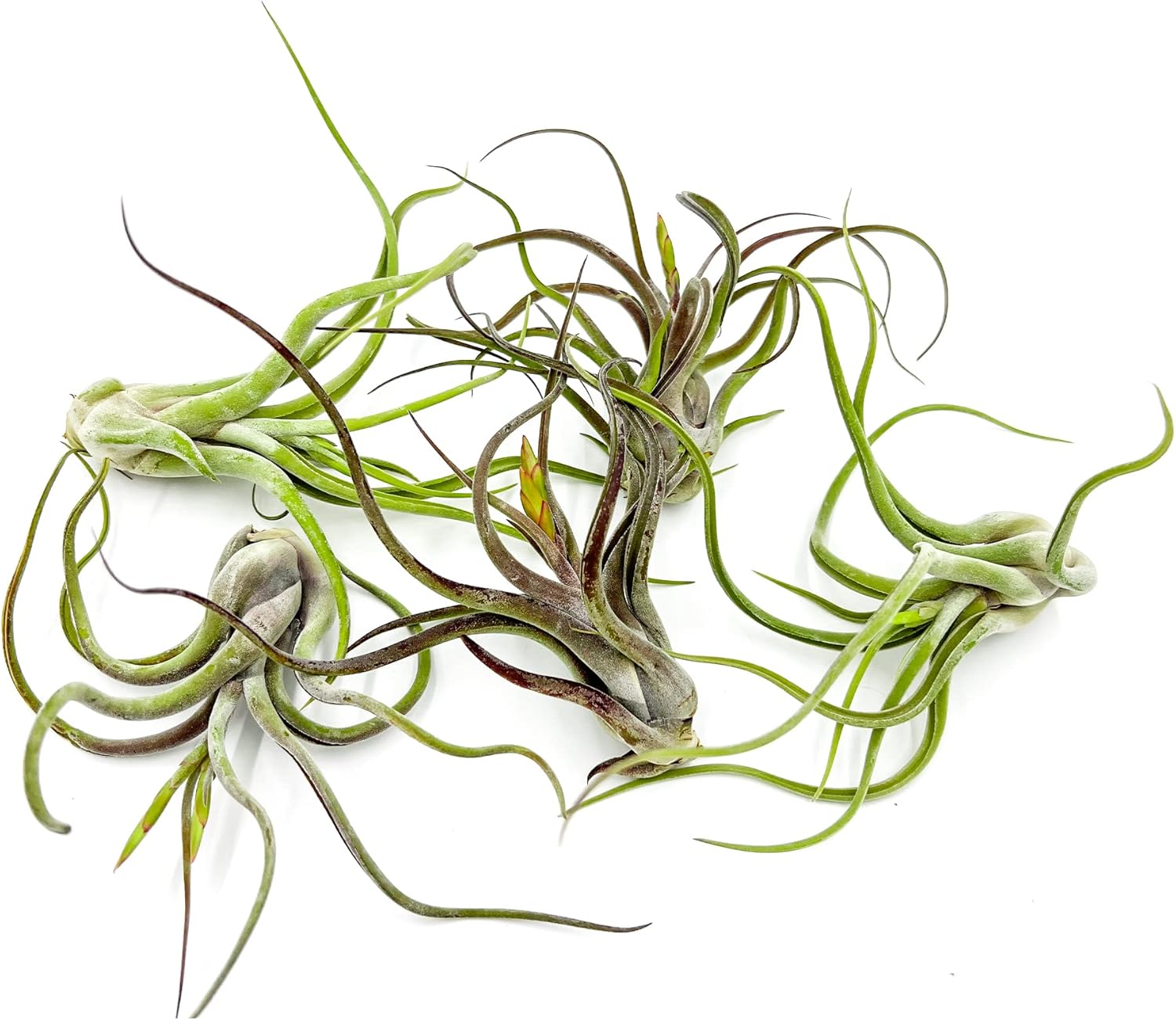 Live Air Plants - Flowering Tillandsia Caput Medusae - 5ct
