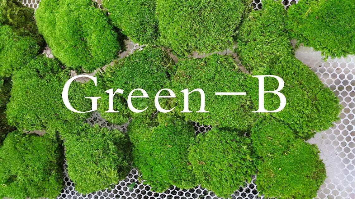 Preserved Pole Moss Pillow Bun Cushion for DIY Terrariums