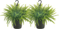 Costa Farms Ferns 2 Pack - Live Boston Ferns in Hanging Baskets