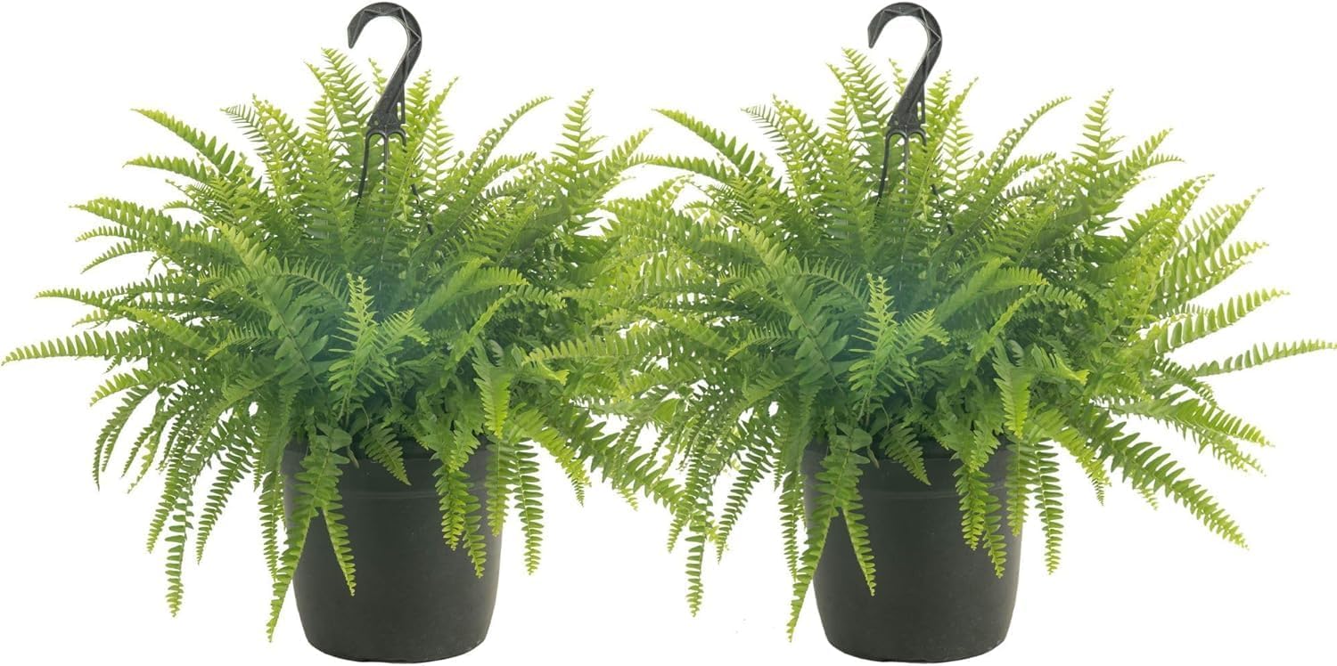 Live Premium Boston Fern Plants in Hanging Baskets for Home