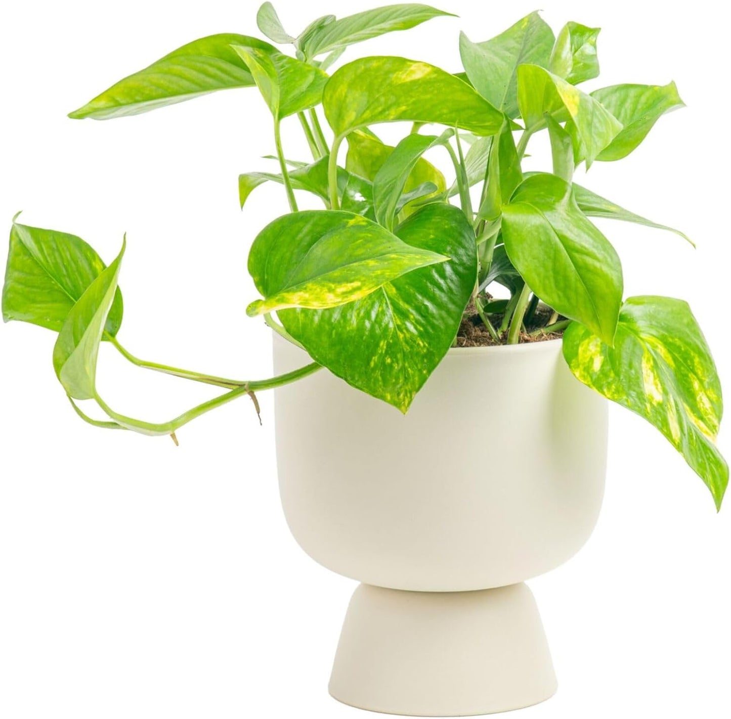 Golden Pothos Live Plant, Devil's Ivy for Home Decor