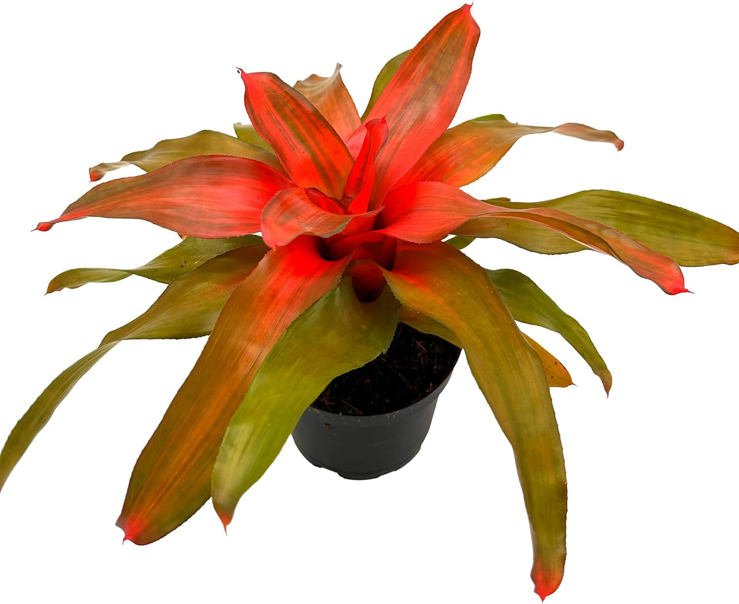 Bromeliad Neoregelia Tangerine Live Plant for Home Decor
