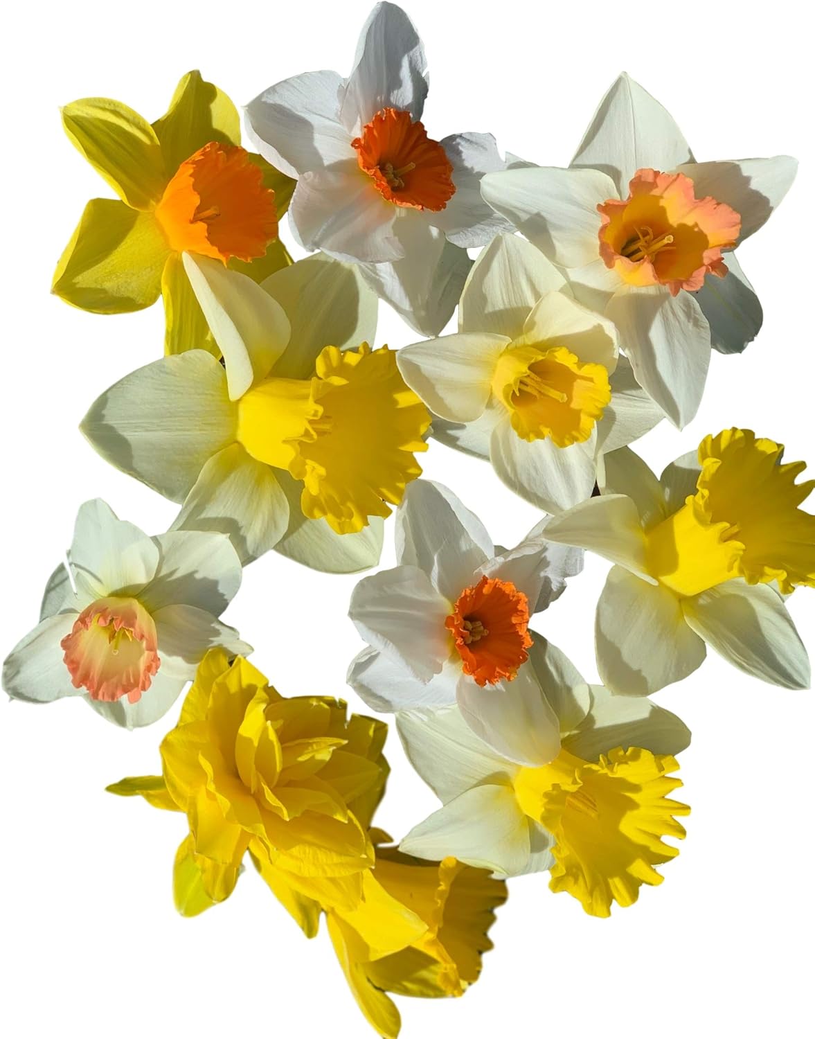 Mixed Large Cup Daffodils - 50 Perennial Bulbs in Assorted Colors