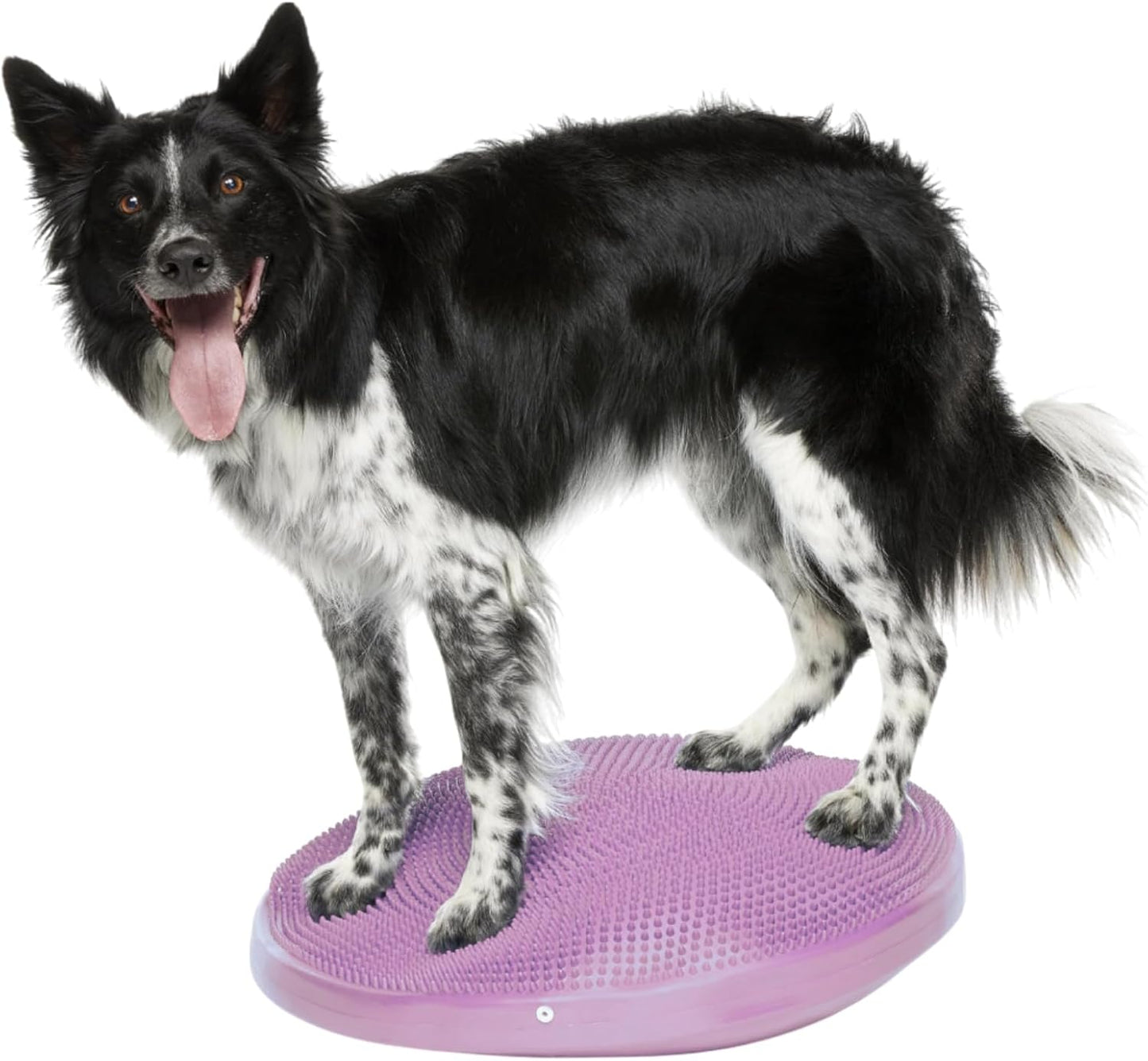 FitPaws Dog Balance Disc - Stronger Core & Stability