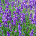 Munstead Lavender Live Perennial Plants - 3x 3.5in Pots - Fragrant