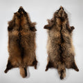 Genuine Natural Tanned Raccoon Hides for Crafts and Decor