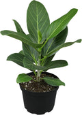 Audrey Ficus Tree Live Plant (Approx. 16in Tall) - Easy Care Indoor