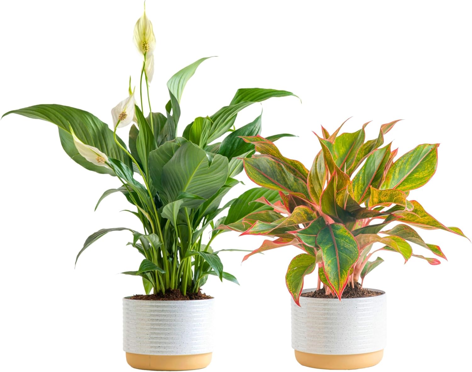Live Peace Lily and Chinese Evergreen Plants for Indoor Decor