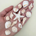 15 Dye Free Seashell Edible Cake Decorations - Natural Vegan Toppers