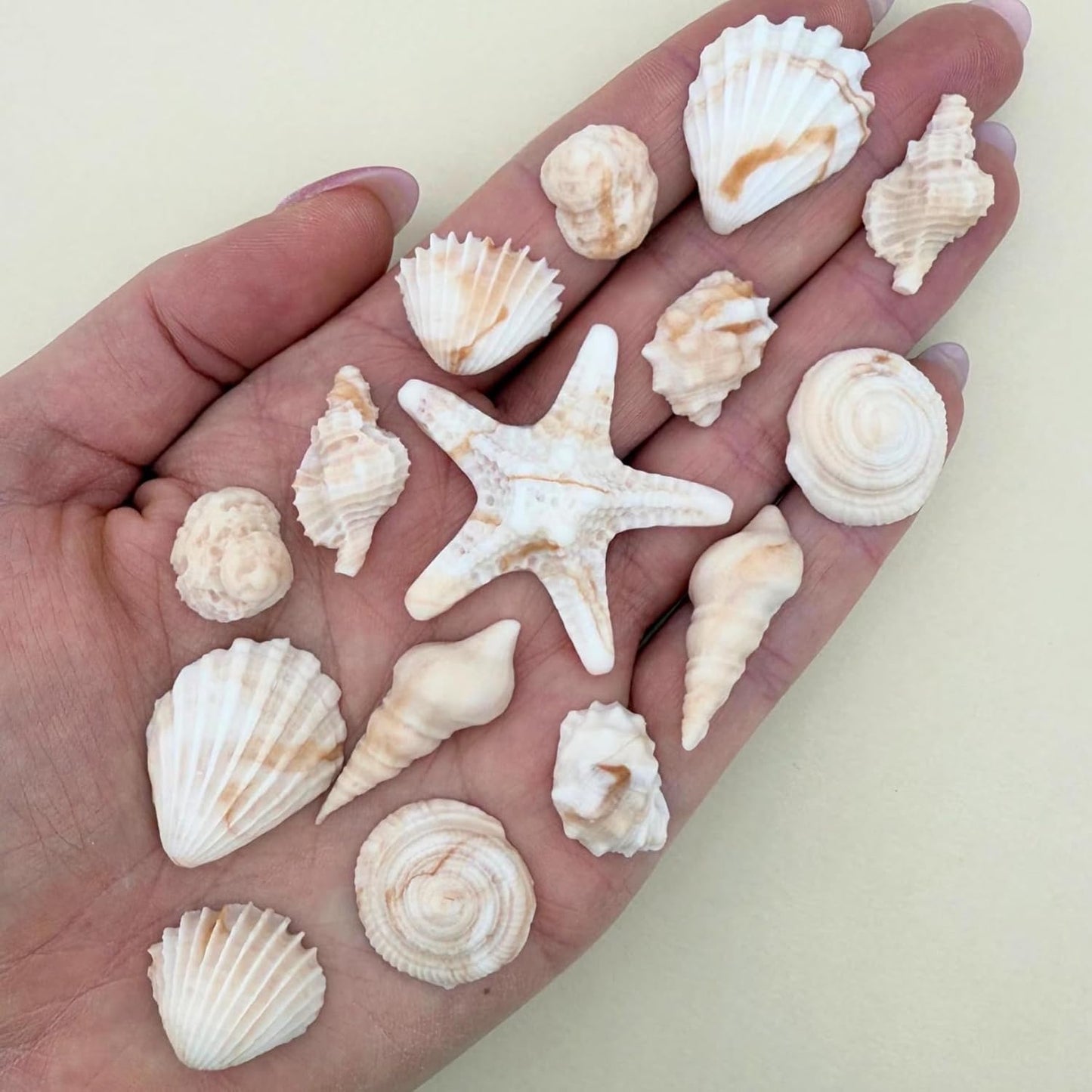 15 Dye Free Seashell Edible Cake Decorations for Desserts