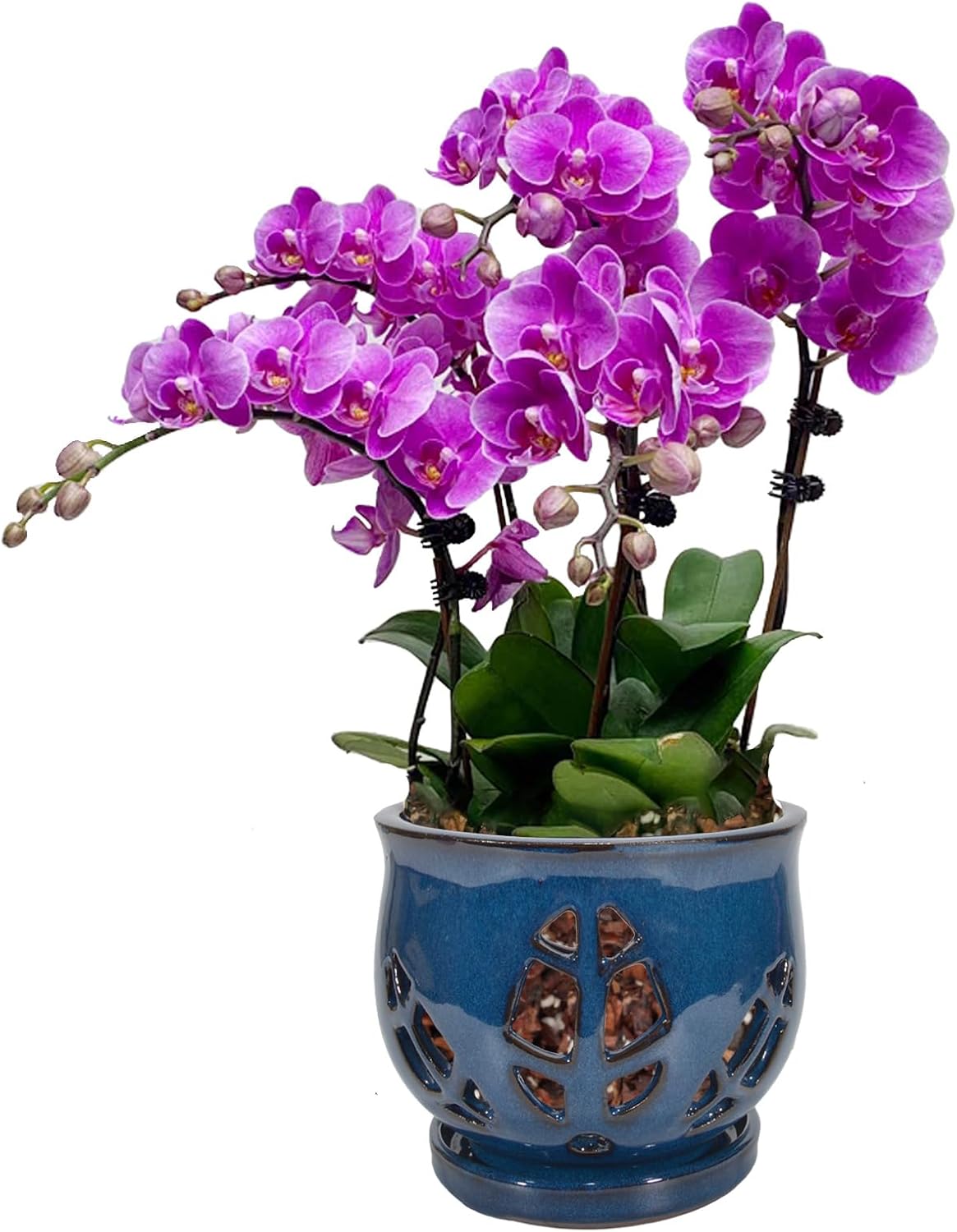 W&W Orchid Pot with Holes and Saucer for Healthy Orchids