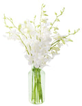 Perla White Orchid Bouquet with Vase - Long-Lasting Elegant Gift