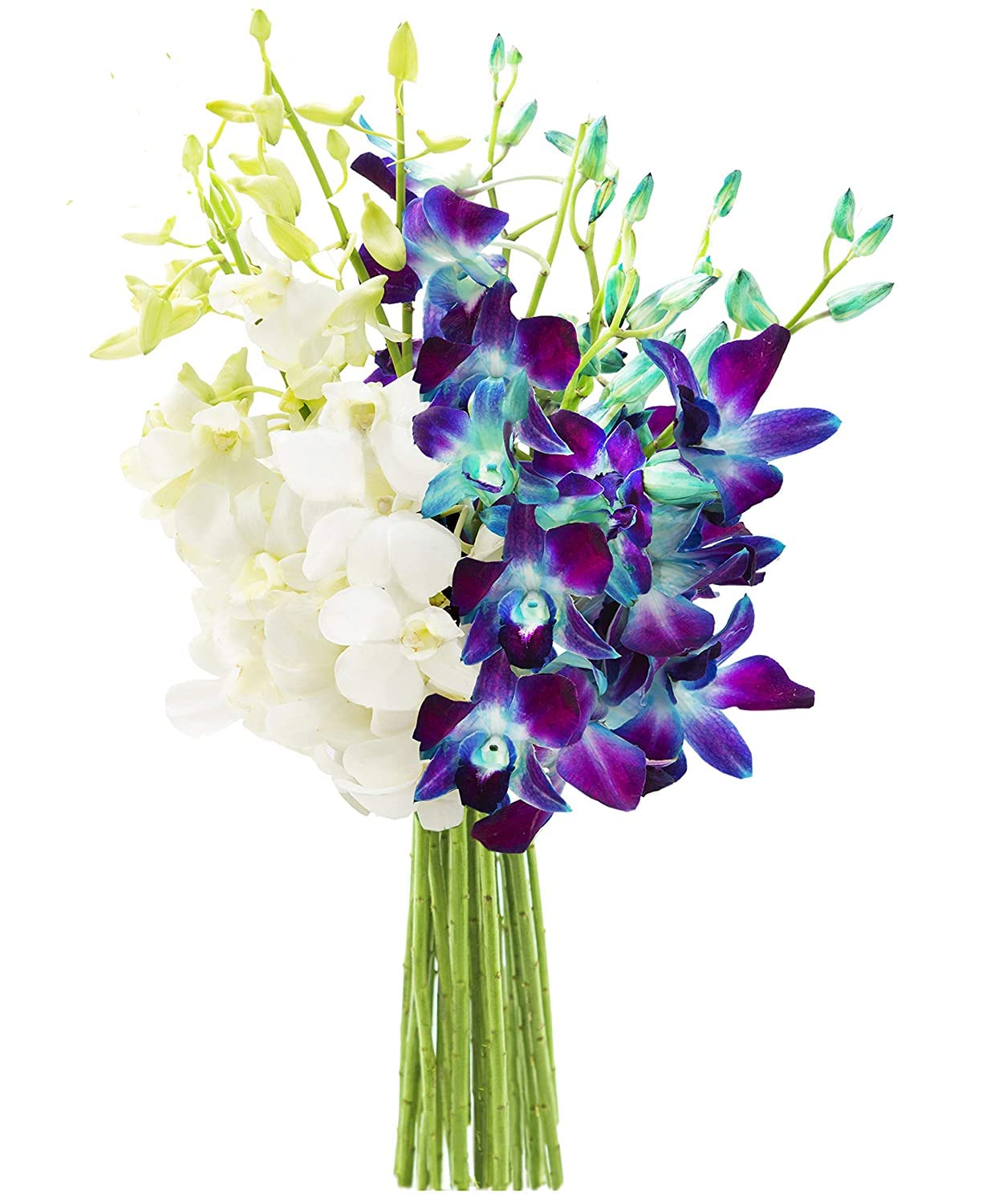 Denali Collection Bouquet of 10 Blue and 10 White Orchids