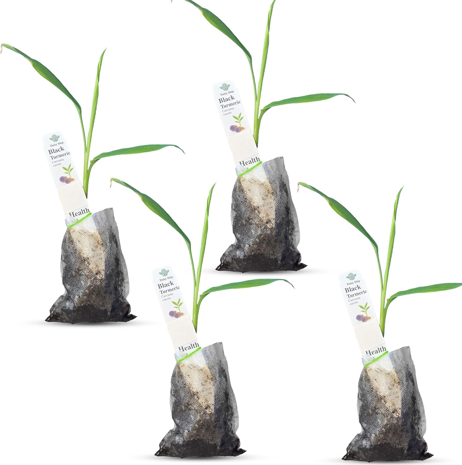 Premium Live Black Turmeric Plants for Home Gardens and Health