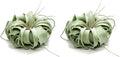 Tillandsia Xerographica Jumbo Air Plants for Unique Home Decor
