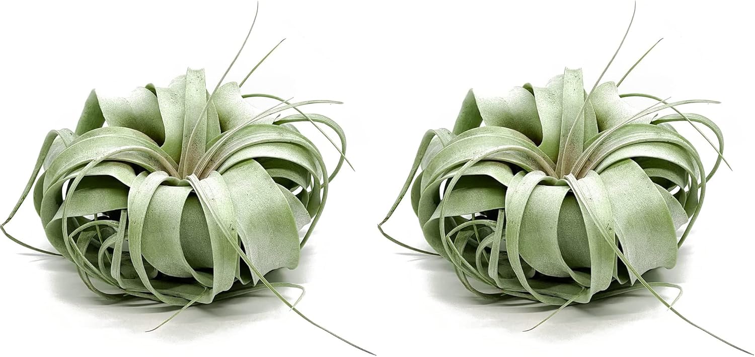 Tillandsia Xerographica Jumbo Air Plants for Unique Home Decor