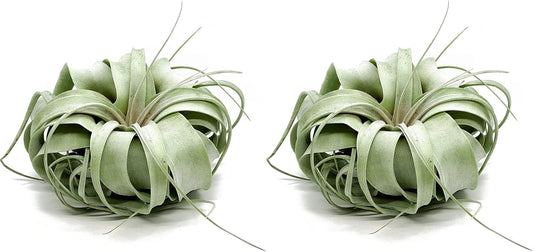 Tillandsia Xerographica Jumbo Air Plants for Unique Home Decor