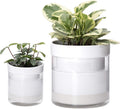 Phoenix Vine Self Watering Planter - White Terracotta for Indoors