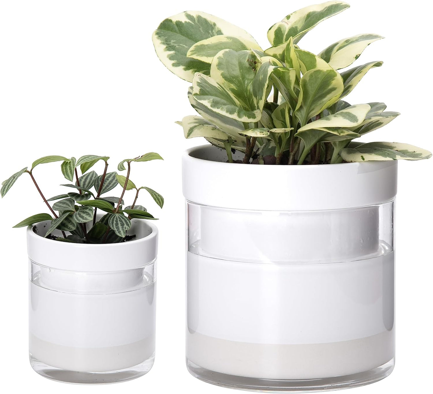 Self Watering Planter by Phoenix Vine for Indoor Plants and Herbs
