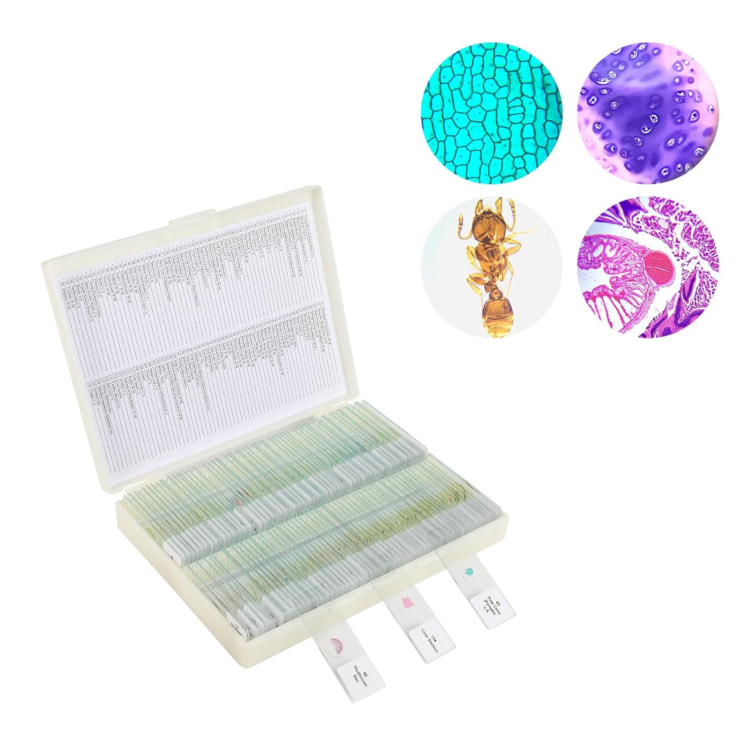 120 Prepared Microscope Slides with Specimens for Kids Learning