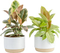 Costa Farms Ficus Live Plants Pack of 2 - Easy Indoor Decor