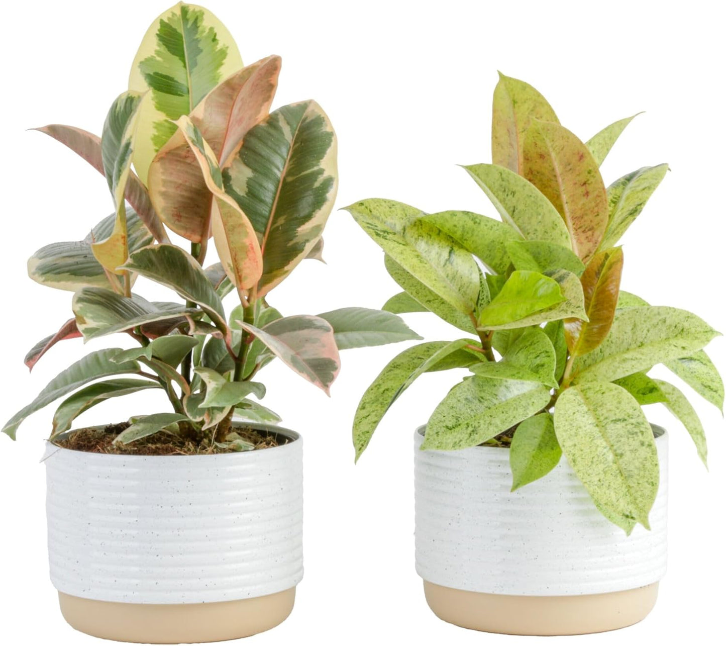 Ficus Live Plants Pack of 2 for Easy Indoor House Decor