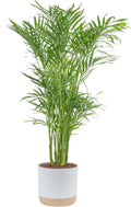 Cat Palm Live Plant in Decorative Pot, Large Indoor Houseplant