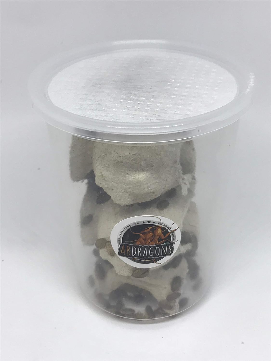 300 Medium Dubia Roaches in CUP for Reptile Feeding Needs