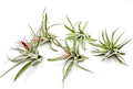 ragnaroc Air Plants Tillandsia Harrisii 5ct - Large 3-5in live set