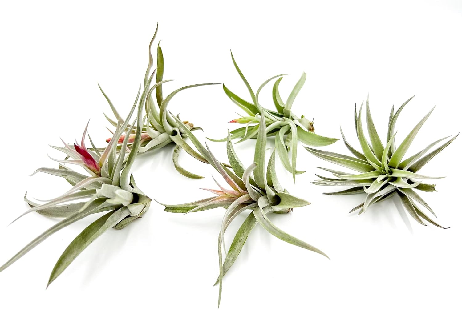 Tillandsia Harrisii Air Plants - Large 3-5in - 5ct Live Plants