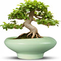 Ceramic Bonsai Pots Large Succulent Planter 13 in - Ice Crackle Glaze