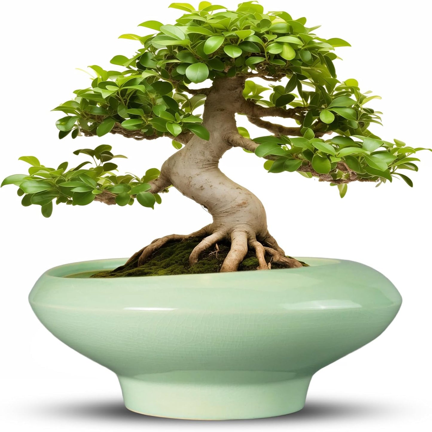 Large Ceramic Bonsai Pots for Indoor and Outdoor Succulents