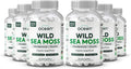 Organics Ocean Wild Sea Moss Capsules - Organic Thyroid & Energy