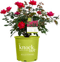 Knockout Double Rose 2 Gal - Large Double Red Blooms