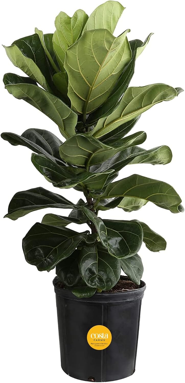 Fiddle Leaf Fig Live Indoor Plant for Stylish Home Decor