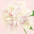 Luxurious Caspari Peony Cocktail Napkins, 20 Pack Blush