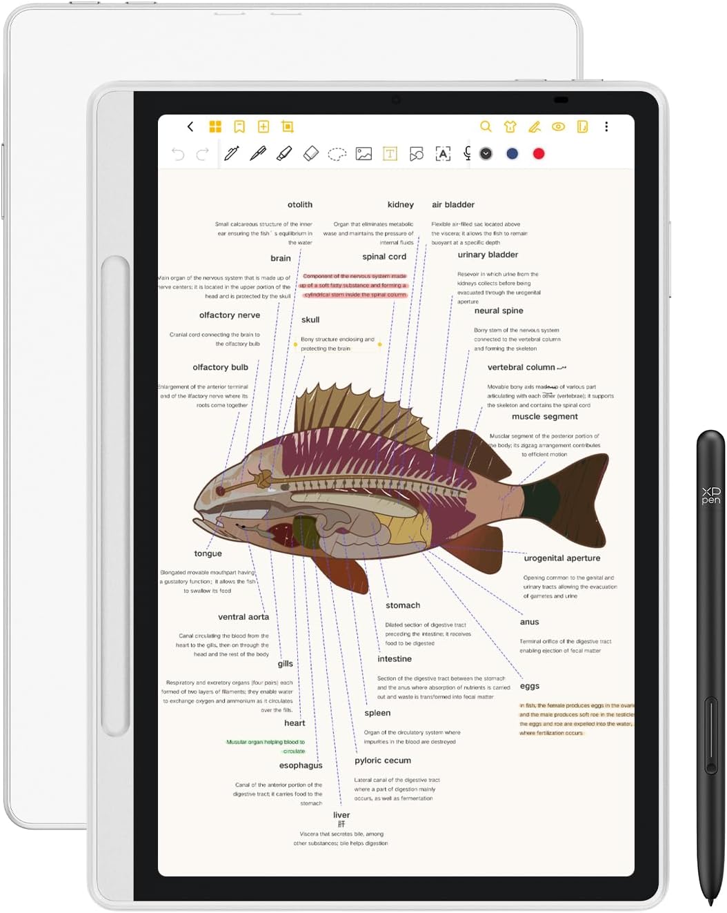 XPPen 3 in 1 Color Digital Notebook for Note Taking and Study