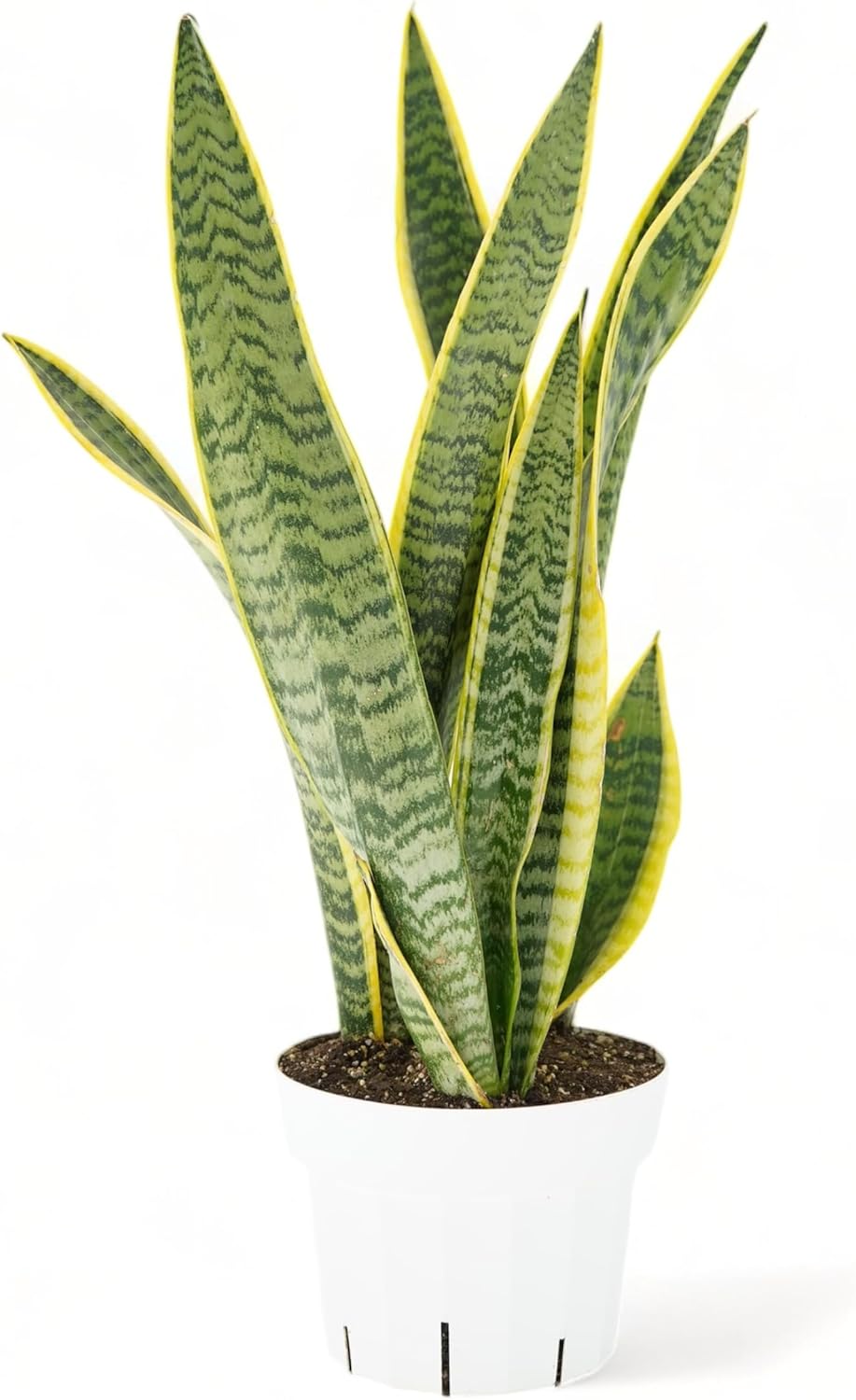 Snake Plant Live Plants - Low Light Indoor Air Purifying Houseplants