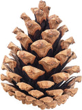 100 Mix Size Natural Pine Cones - 50 Medium & 50 Small for Crafts