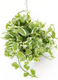 Huge Pothos N'joy Live Plant - Lush Hanging Trailing Vine for Home