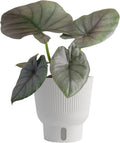 Alocasia Reginae Live Plant - Bold Silver Velvet Foliage