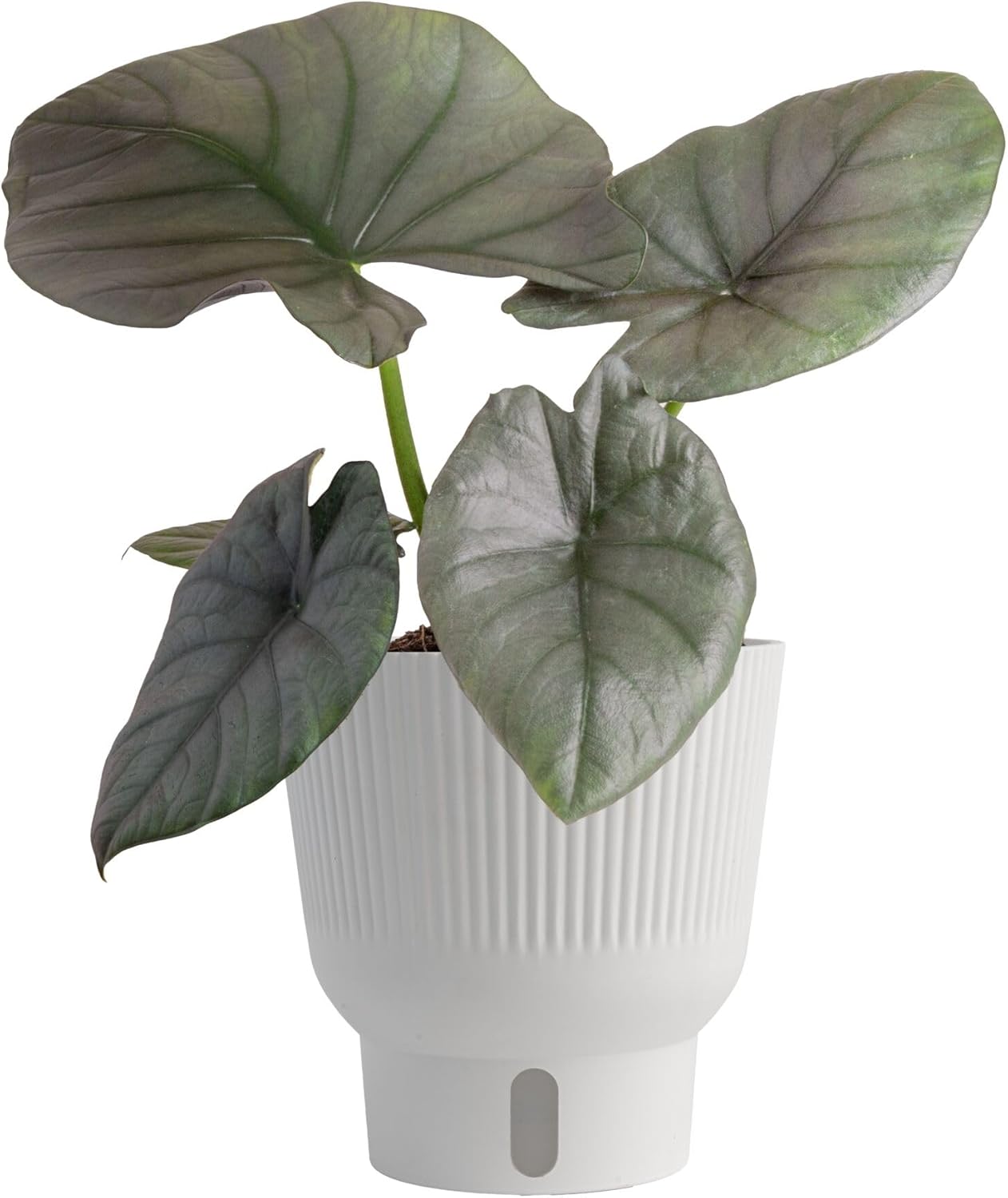 Alocasia Reginae Live Plant - Exotic Elephant Ear Houseplant