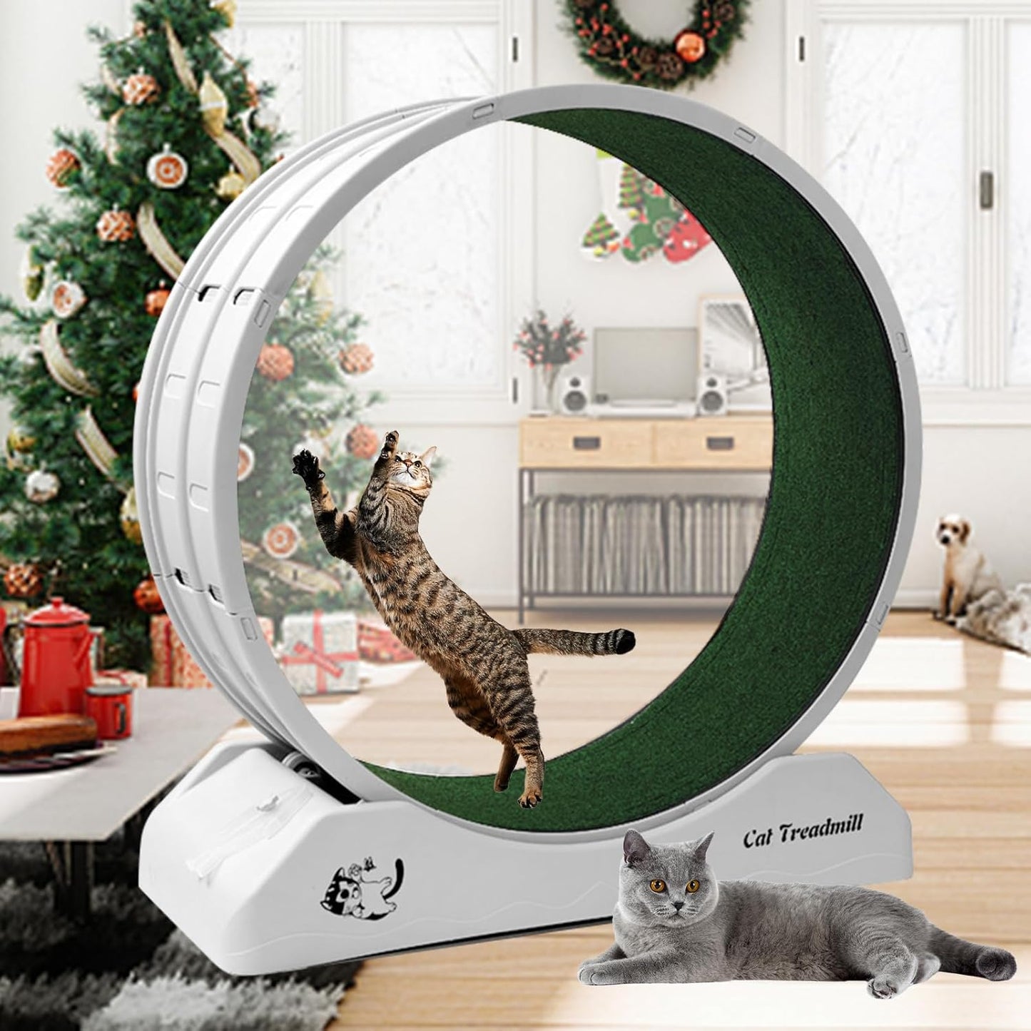 Homegroove Cat Exercise Wheel for Indoor Cats - Fitness Fun