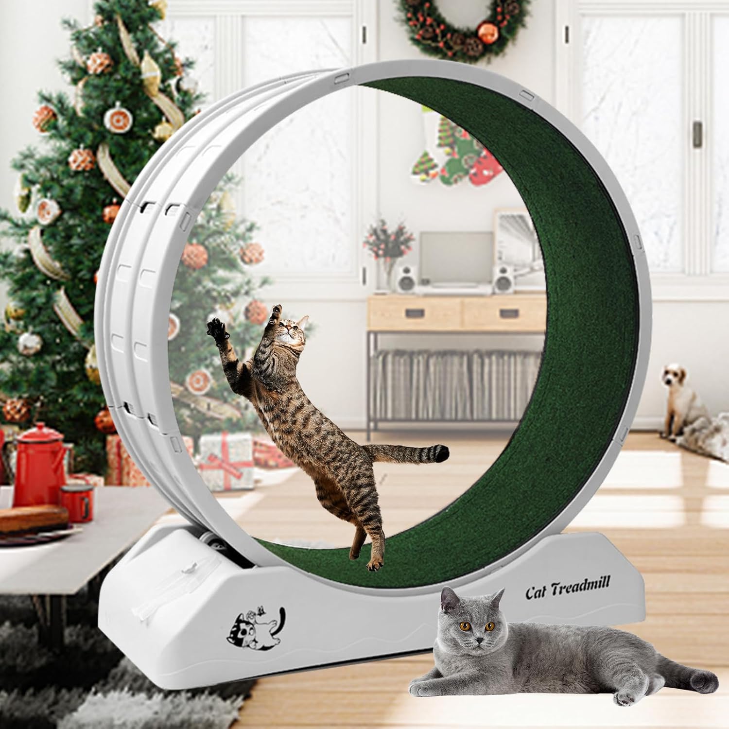 Homegroove Cat Exercise Wheel for Indoor Cats - Fitness Fun