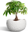 10 Inch Plant Pot Ceramic Planter for Indoor Outdoor - Modern Moon