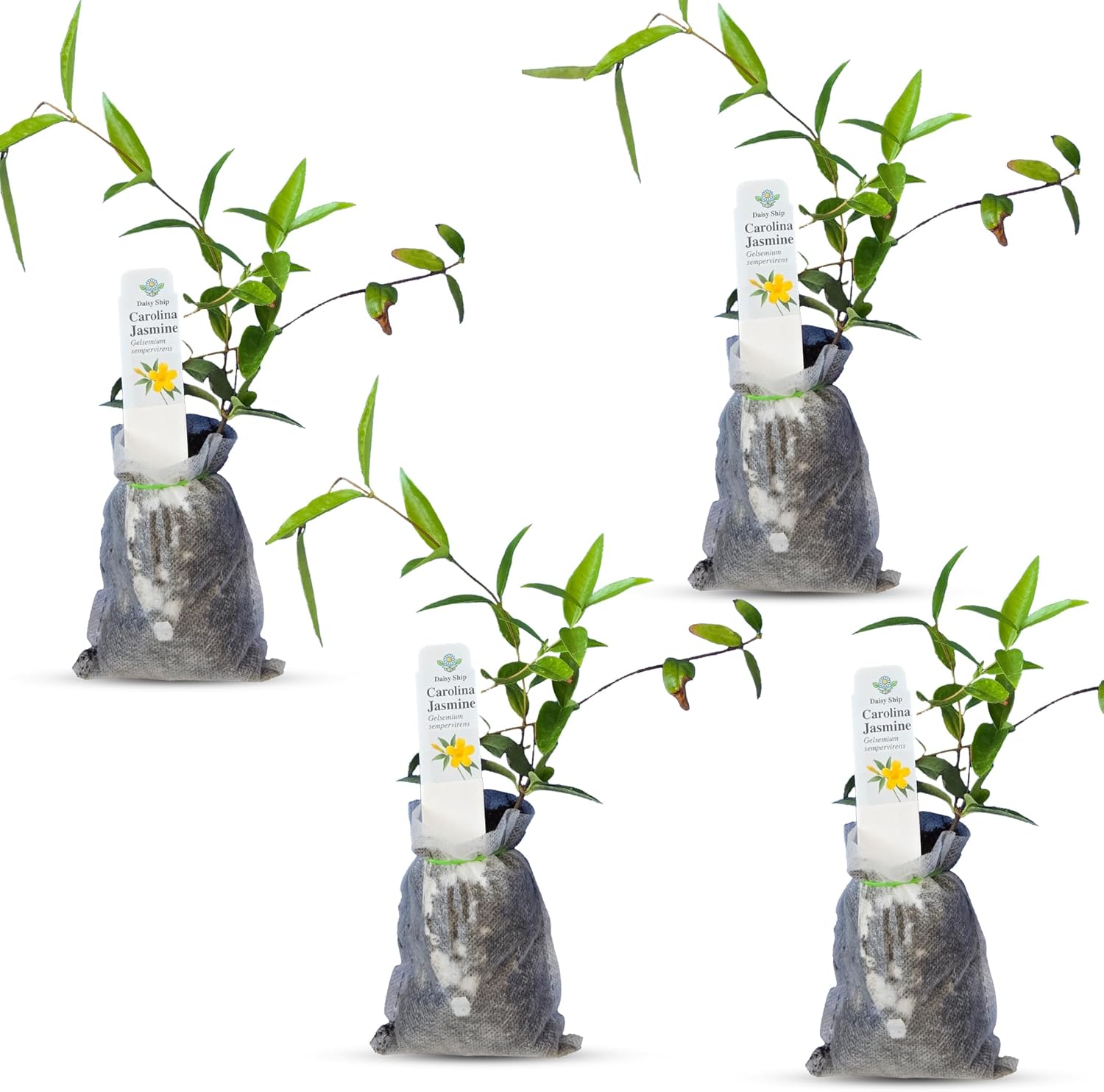 Carolina Jasmine Plant - Fast Growing Evergreen Vine with Blooms