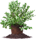 Perfect Plants Powder Blue Blueberry Live Plant - Heavy Late-Season