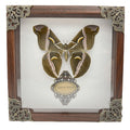 Real Framed Butterfly Moth Specimens - Lifelike Insect Display