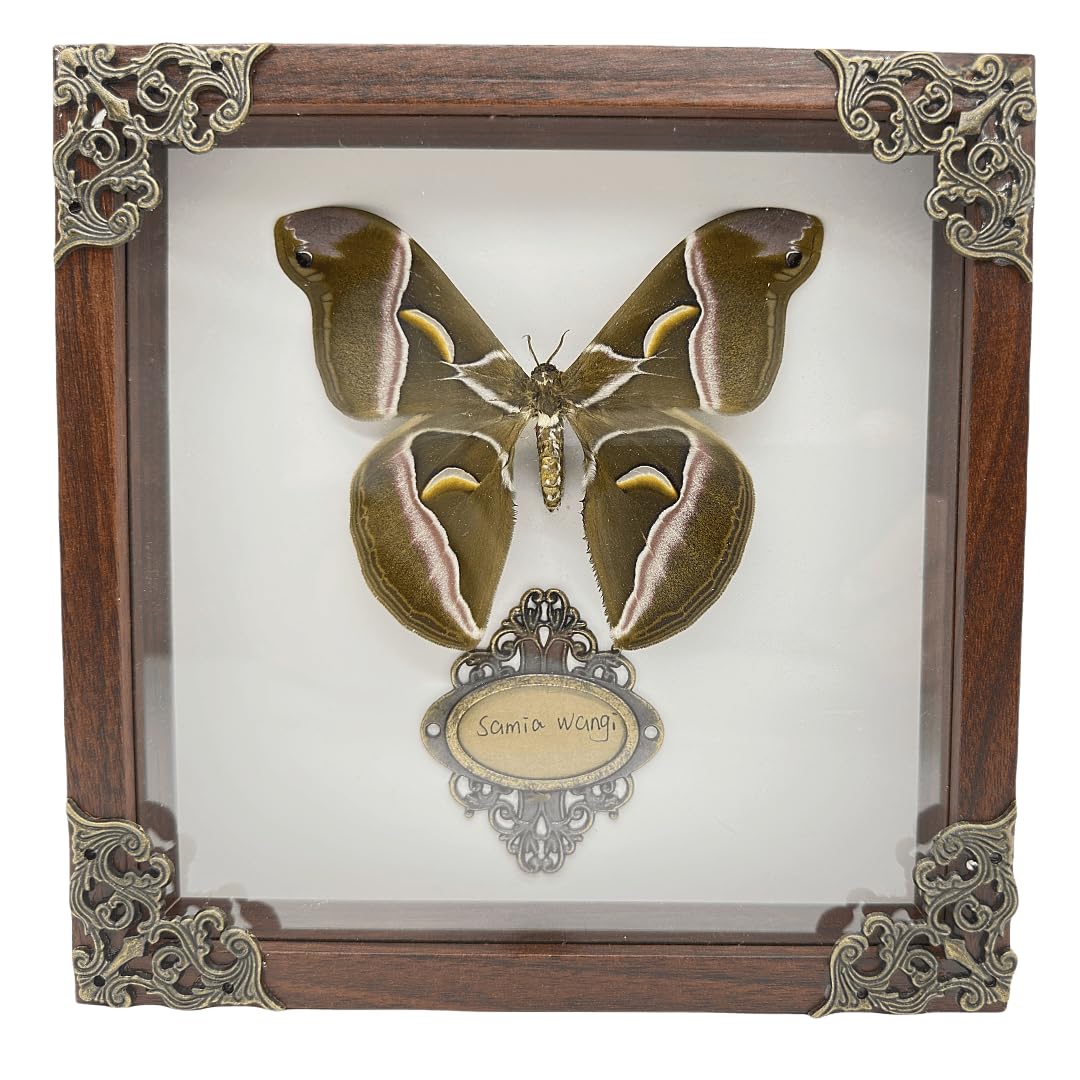 Real Framed Butterfly Moth Specimens for Nature Lovers