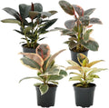 Ficus Tree Four Pack Indoor Plants Live Houseplants - Lush Rubber Tree